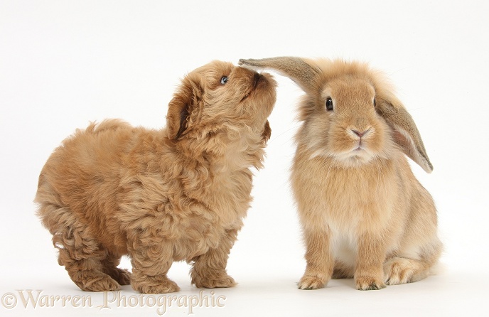 Peekapoo pup and Sandy Lop rabbit, white background