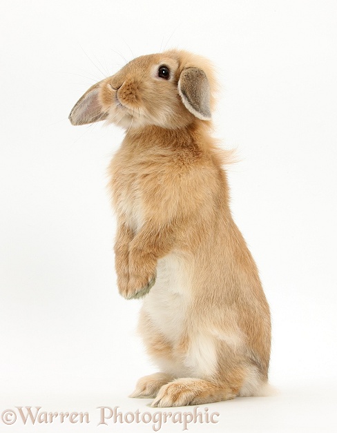 Sandy Lop rabbit sitting up on its haunches, white background