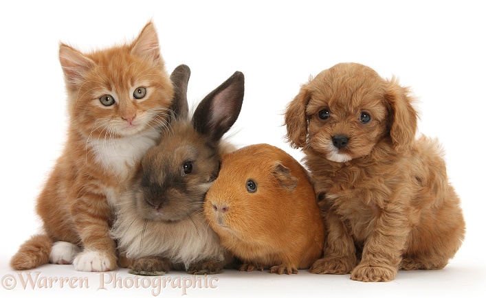 Ginger kitten, Butch, 9 weeks old, with Cavapoo pup, Lionhead rabbit, and Guinea pig, white background