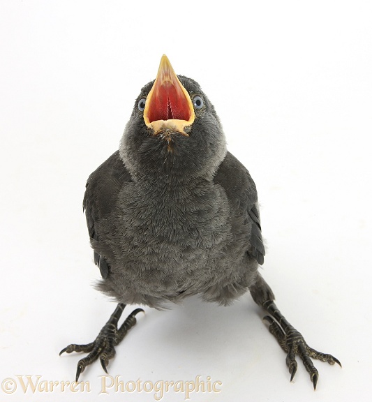 Baby Jackdaw (Corvus monedula) gaping to be fed, white background