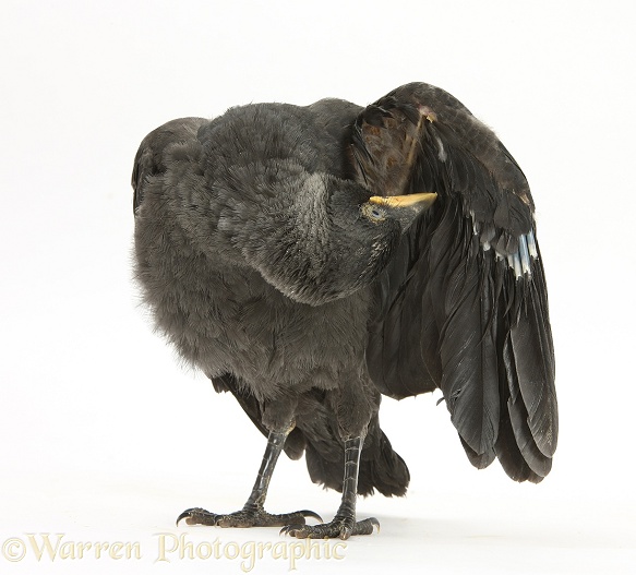 Baby Jackdaw (Corvus monedula) preening itself, white background