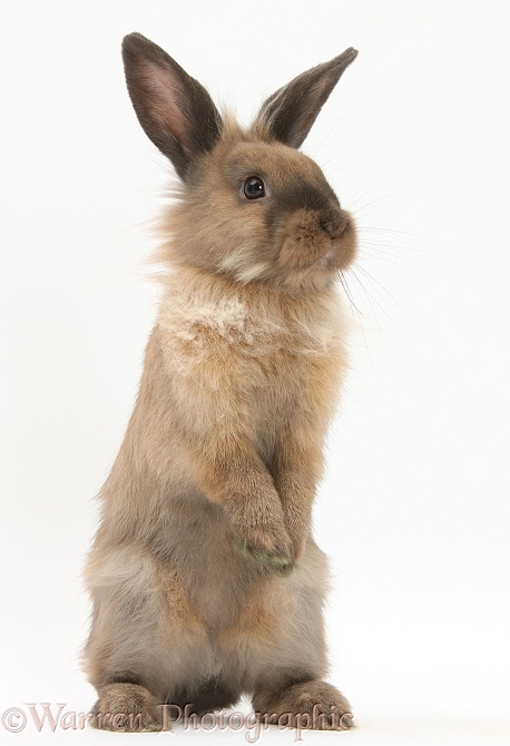 Lionhead-cross rabbit sitting up on its haunches, white background