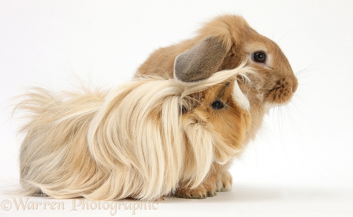 Bad-hair-day Guinea pig and Sandy Lop rabbit, white background