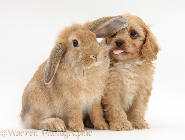 Cavapoo pup and Sandy Lop rabbit, white background