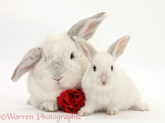 White Lop rabbits and rose, white background