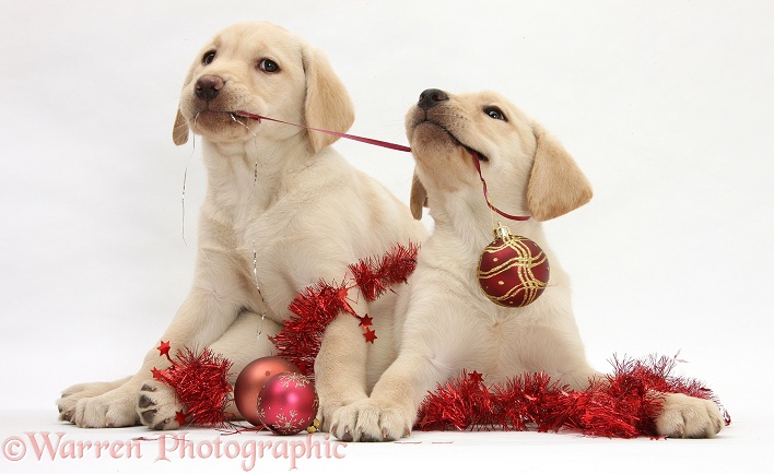 Yellow Labrador Retriever bitch pups, 10 weeks old, playing with Christmas decorations, white background