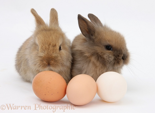 Two baby Lionhead-cross rabbits with hen's eggs, white background