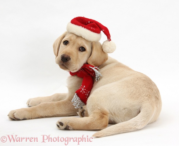 Yellow Labrador Retriever bitch pup, 10 weeks old, wearing a scarf and Father Christmas hat, white background