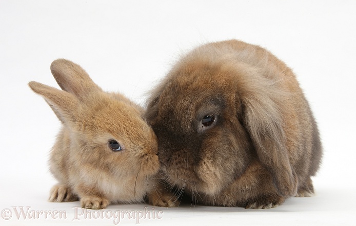 Lionhead-Lop rabbit and baby, white background