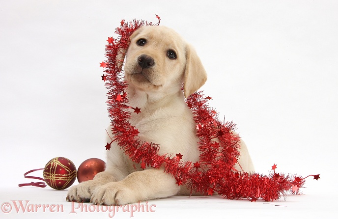 Yellow Labrador Retriever bitch pup, 10 weeks old, with Christmas decorations, white background