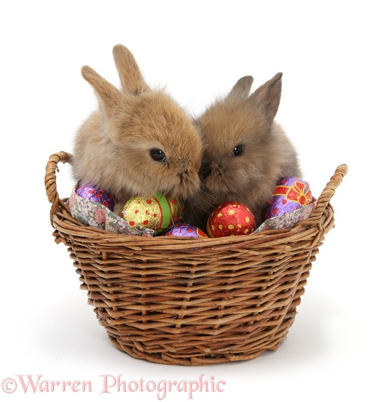 Two baby Lionhead-cross rabbits in a wicker basket with easter eggs, white background