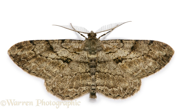 Pale Oak Beauty Moth (Hypomecis punctinalis) male, white background