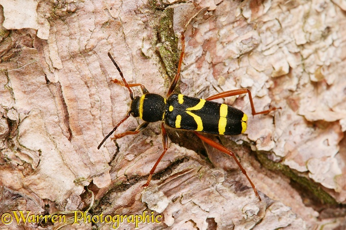 Wasp Beetle (Clytus arietus)