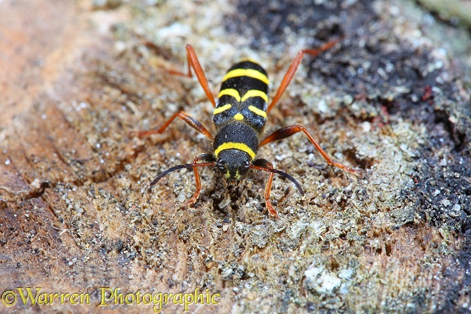 Wasp Beetle (Clytus arietus)