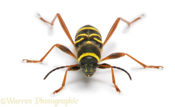 Wasp Beetle (Clytus arietus), white background