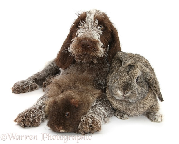Brown Roan Italian Spinone pup, Riley, 13 weeks old, with agouti Lop rabbit, white background