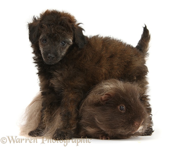 Red merle Toy Poodle pup and shaggy Guinea pig, white background