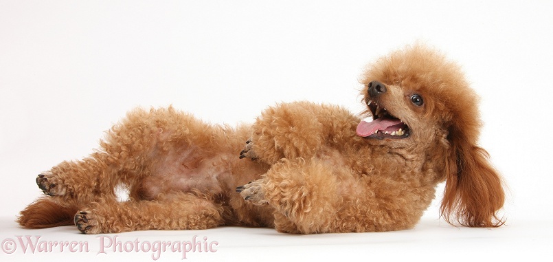Red toy poodle dog, Reggie, lying on his back, white background