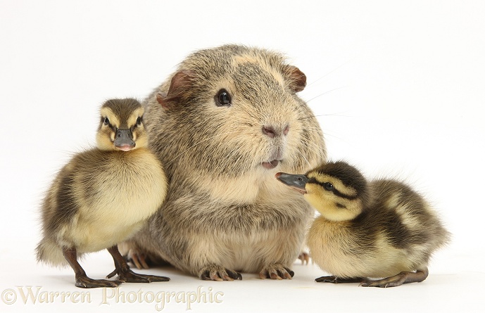 Guinea pig and Mallard ducklings, white background