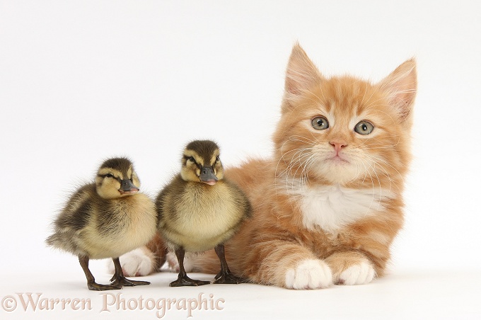 Ginger kitten, Butch, 8 weeks old, and Mallard ducklings, white background