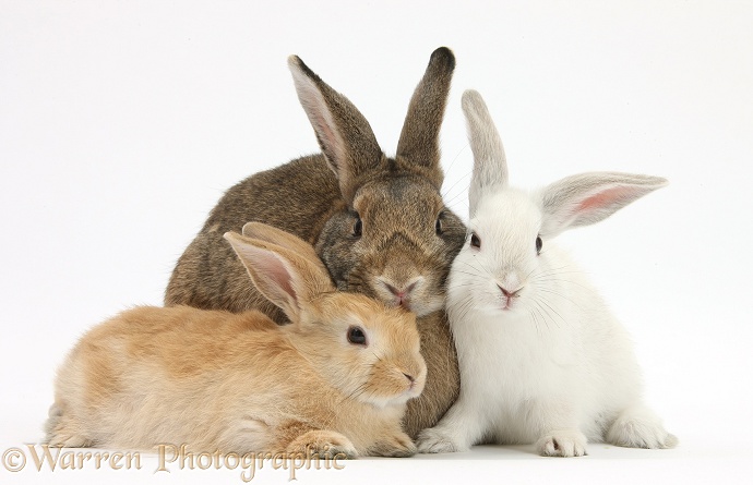 Mother rabbit and two young rabbits of different colours, white background