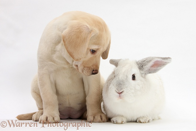 Yellow Labrador Retriever pup, 8 weeks old, with white rabbit, white background