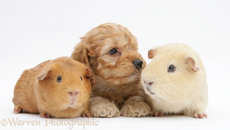 Golden Cockapoo pup, 6 weeks old, with Guinea pigs, white background