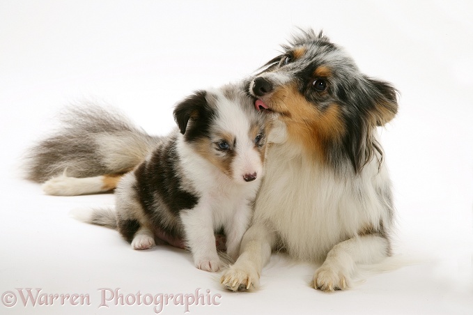 Tricolour merle Shetland Sheepdog, Sapphire, with a pup, white background
