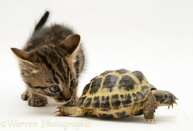 Tabby kitten inspecting a tortoise, white background