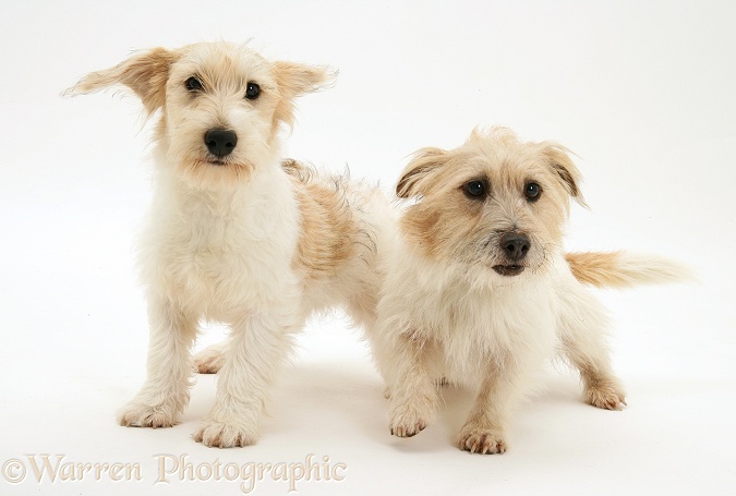 Mongrel dog, Mutley, and Jack Russell Terrier bitch, Daisy, white background