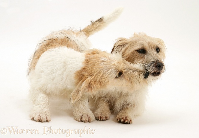 Mongrel dog, Mutley, and Jack Russell Terrier bitch, Daisy, white background