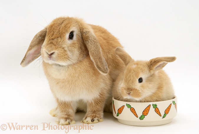 Sandy Lop doe rabbit and baby in a food bowl, white background
