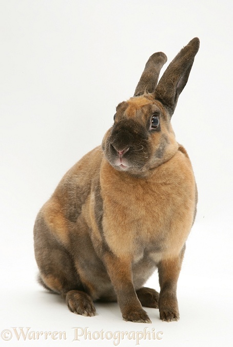 Sooty-fawn Rex rabbit, white background