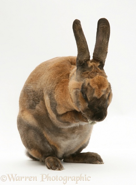 Sooty-fawn Rex rabbit, washing it's face, white background