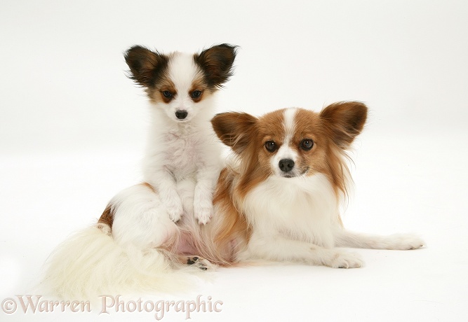 Papillon bitch and pup, white background