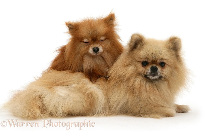 Pomeranian mother and pup, white background