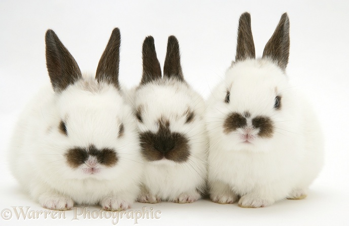 Three baby rabbits, white background