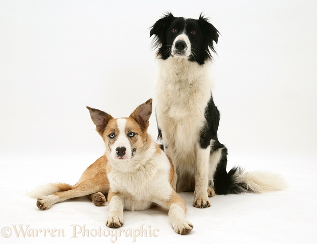 Red merle Border Collie dog, Zebedee, and black-and-white Border Collie bitch, Phoebe, white background