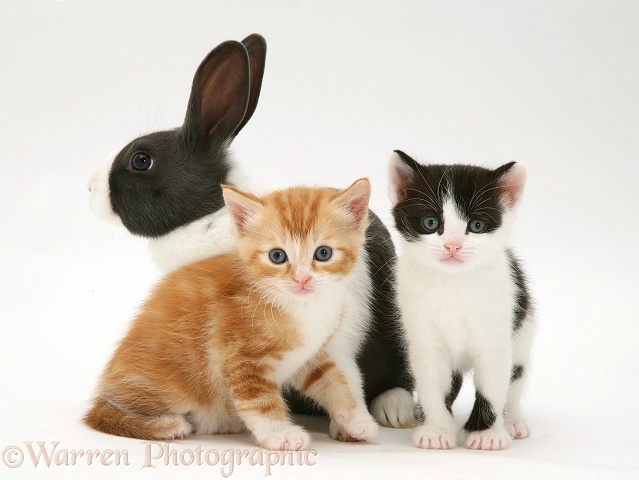 Kittens with blue Dutch buck rabbit, white background