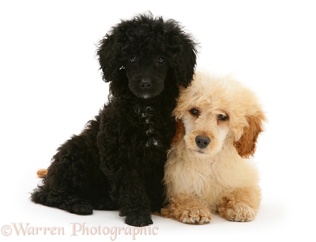 Black and Apricot Miniature Poodles, sitting together, white background