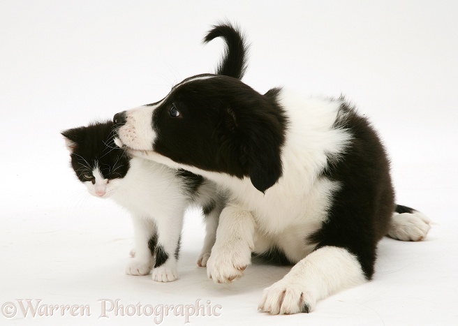Black-and-white Border Collie pup, Pepper, with black-and-white kitten, white background