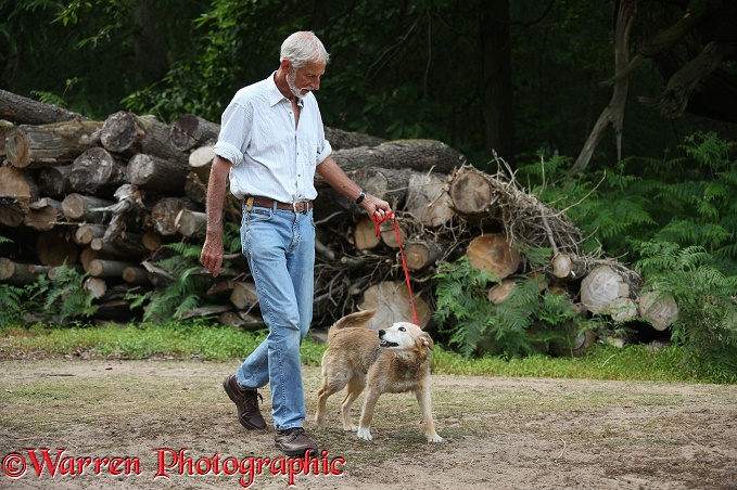 Kim walking Lakeland Terrier x Border Collie, Bess, 14 years old