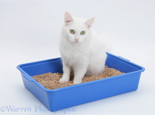 White Maine Coon-cross female cat, Melody, using a litter tray, white background