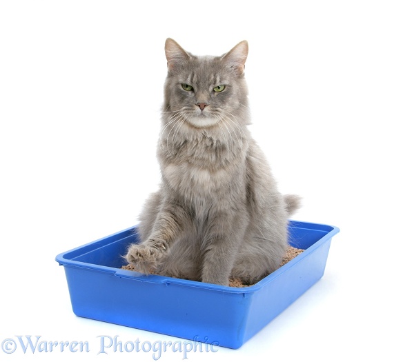 Adult Maine Coon female cat, Serafin, using a litter tray, white background