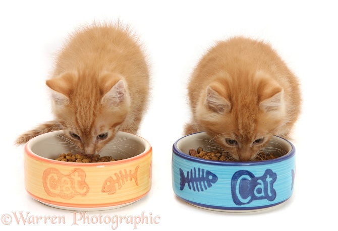 Ginger kittens, Tom and Butch, 8 weeks old, eating from ceramic food bowls, white background