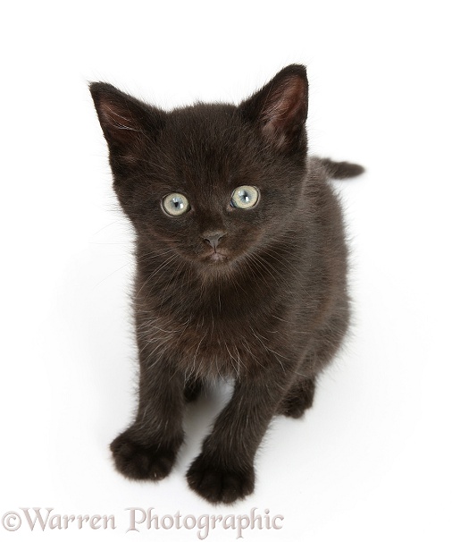 Black kitten, 7 weeks old, looking up, white background