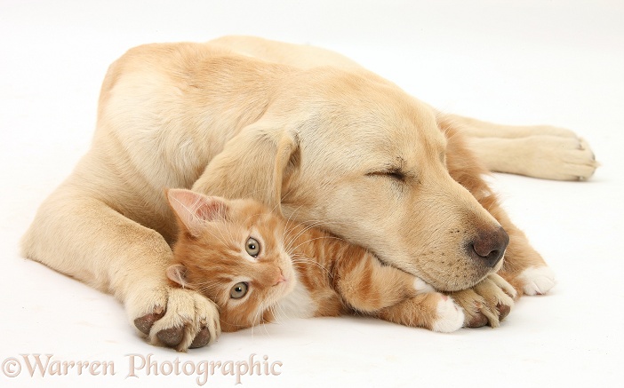 Ginger kitten, Butch, 10 weeks old, and sleepy Yellow Labrador Retriever pup, white background