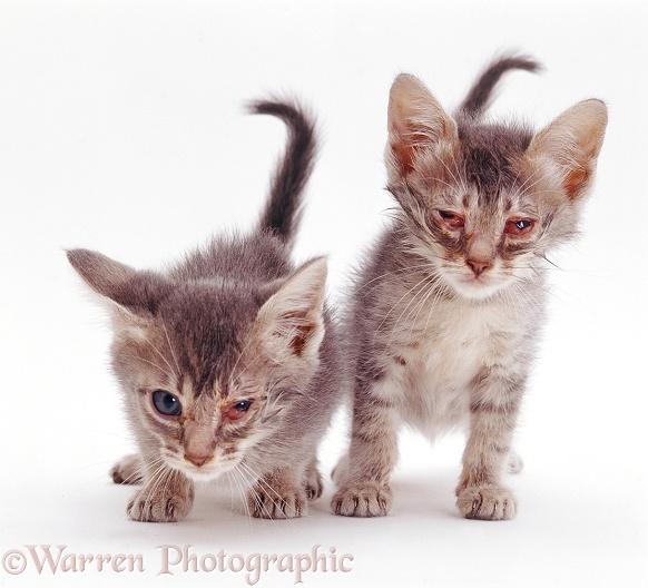 British Shorthair kittens with severe conjunctivitis caused by cat flu, white background