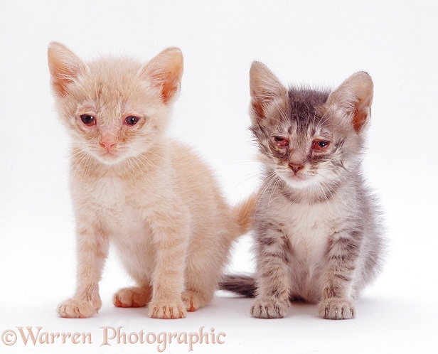 British Shorthair kittens with severe conjunctivitis caused by cat flu, white background
