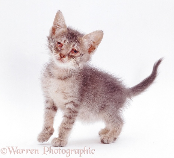 British Shorthair kitten with severe conjunctivitis caused by cat flu, white background